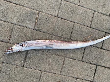 タチウオ　あたり連発