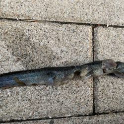 タチウオ　あたり連発