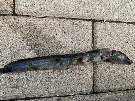 タチウオ　あたり連発