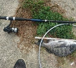 チョイ投げチヌ釣り