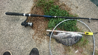 チョイ投げチヌ釣り