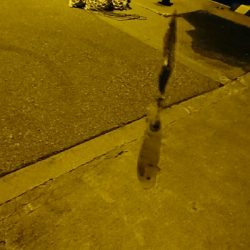 アオリイカ調査