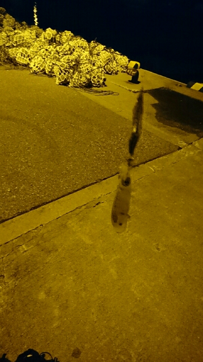 アオリイカ調査