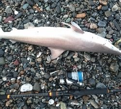 仁淀川周辺サーフライトショアジギング