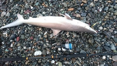 仁淀川周辺サーフライトショアジギング