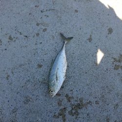 ランガン五目釣