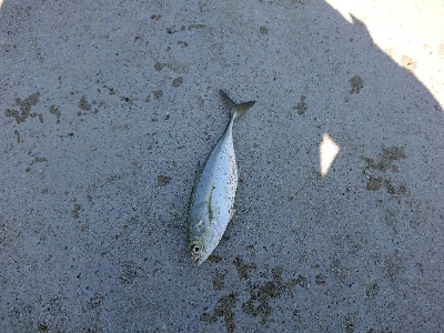 ランガン五目釣