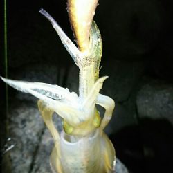 アオリイカ  ３杯