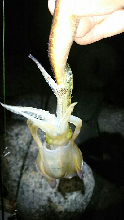 アオリイカ  ３杯