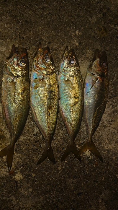 だんだんサイズアップしてます！