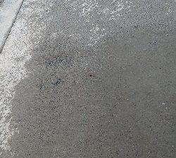 とうとう40cm超え!