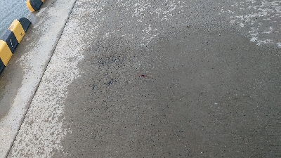 とうとう40cm超え！