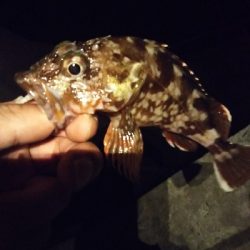 アジングダヨーン