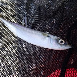 連日のアジング釣行！