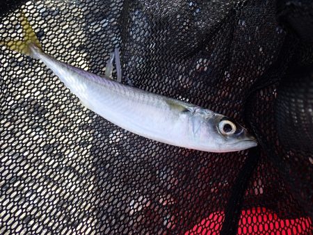 連日のアジング釣行！