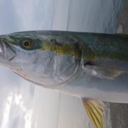 早朝短時間勝負！！