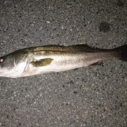 今年初シーバス