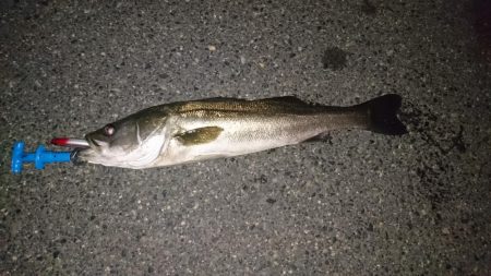 今年初シーバス