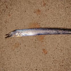 アジからのタチウオと海蛇