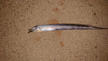 アジからのタチウオと海蛇