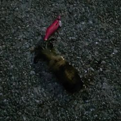 シーズン初イカ