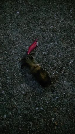 シーズン初イカ