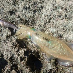 越前地磯の秋イカ