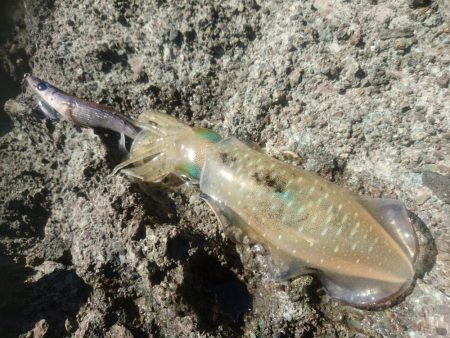 越前地磯の秋イカ