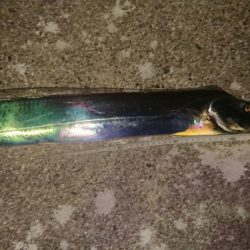 ドラゴンタチウオとガシラ爆釣