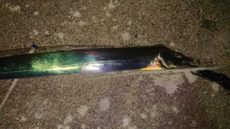 ドラゴンタチウオとガシラ爆釣