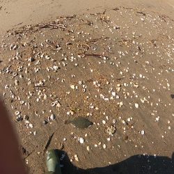 サーフフィッシング　カレイ２発！！