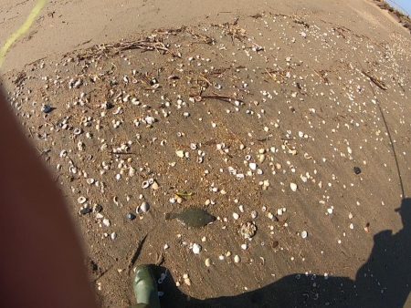 サーフフィッシング　カレイ２発！！