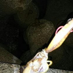 アオリイカ  ３杯