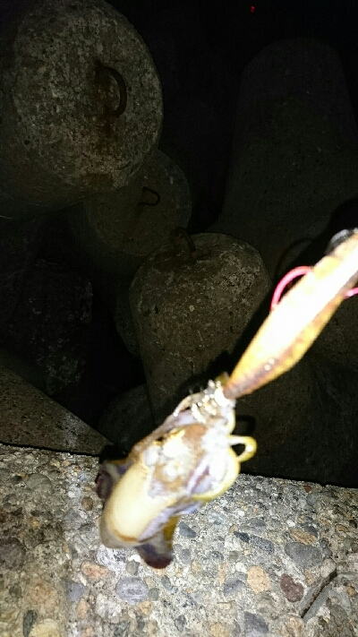 アオリイカ  ３杯