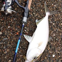 またまたシオが出た‼️