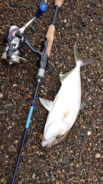 またまたシオが出た‼️