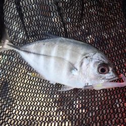 連日のアジング釣行！