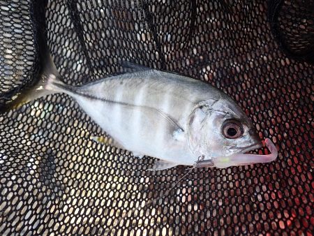 連日のアジング釣行！