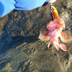 ショアジョギング