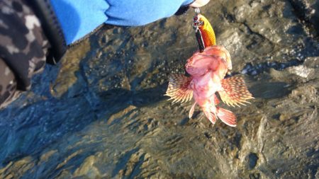 ショアジョギング