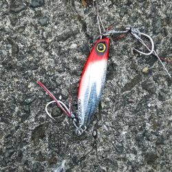 初ハマチGetです♪