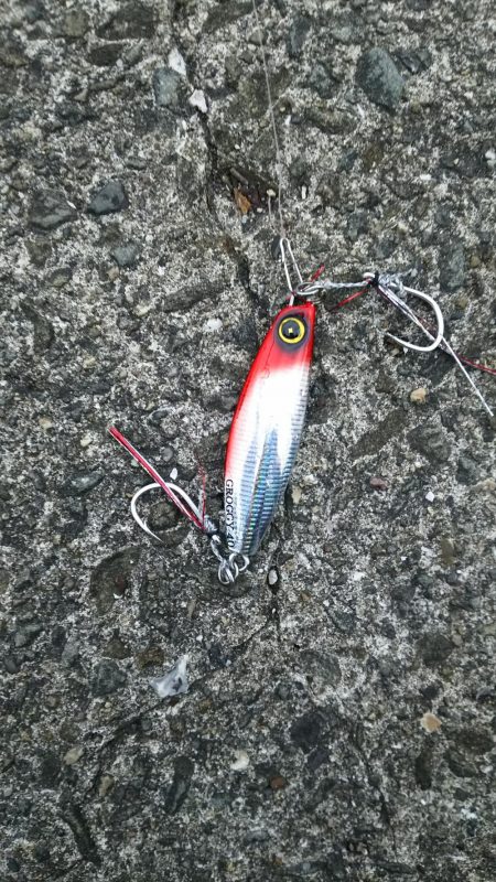 初ハマチGetです♪