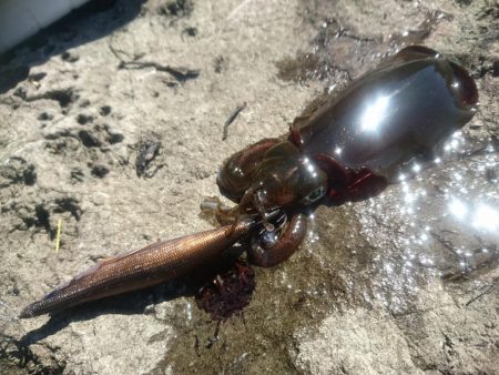 越前地磯の秋イカ