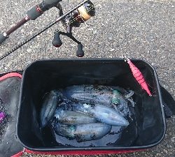 アオリイカ MAX16㎝!!