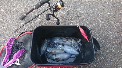 アオリイカ MAX16㎝!!