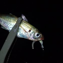 連日のアジング釣行！