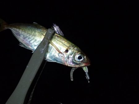 連日のアジング釣行！