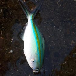 先輩方も大苦戦でした涙