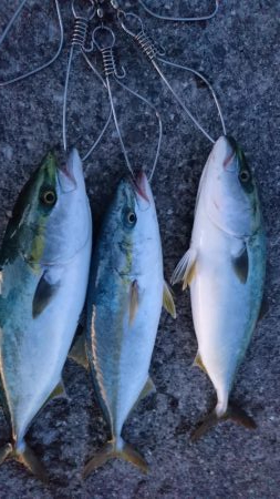 夕マズメリベンジ！！