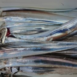 オーフリー 釣果